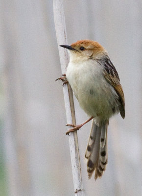 Levaillant's Cisticola