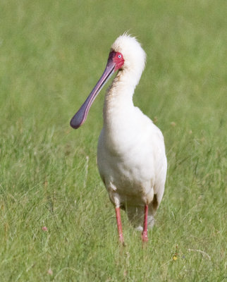 African Spoonbill