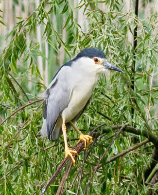 Black-crowned Night Heron