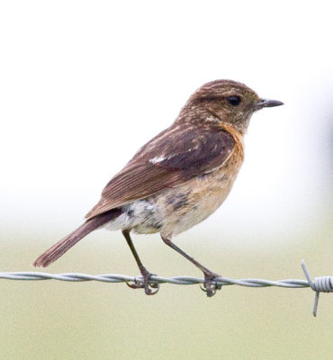 African (f), aka African Stonechat