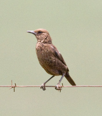 Ant-eating Chat