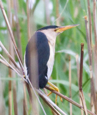 Black-crowned Night Heron