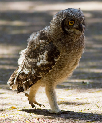 Spotted Eagle-owl (juv)