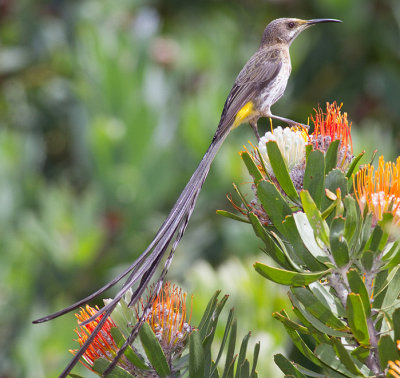 Cape Sugarbird (m)