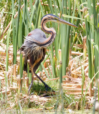 Purple Heron