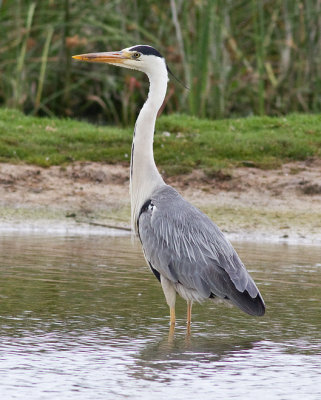 Egrets, Herons, Ibises, Spoonbills, Storks & Pelicans