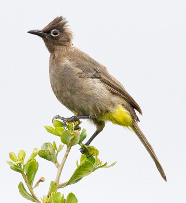Cape Bulbul