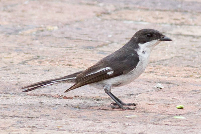 Fiscal Flycatcher