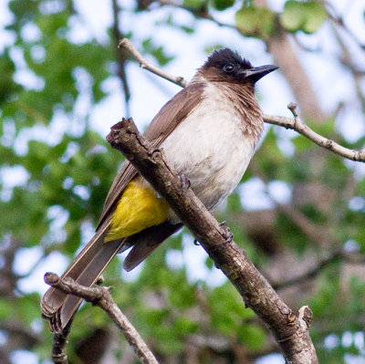 Common Bulbul, aka Dark-capped Bulbul