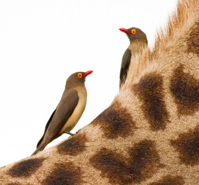 Red-billed Oxpecker