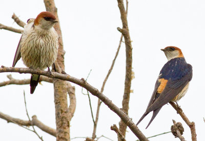 Greater Striped Swallow