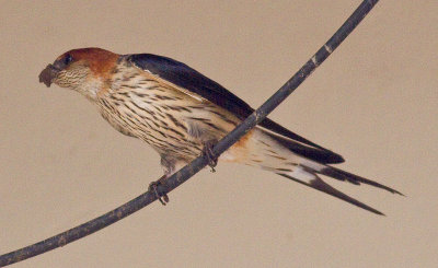 Lesser Striped Swallow