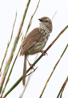 Karoo Prinia