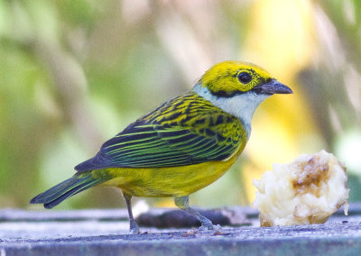 Silver-throated Tanager (m)