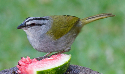 Black-striped Sparrow