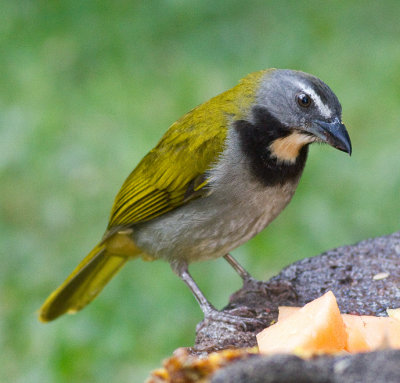 Buff-throated Saltator