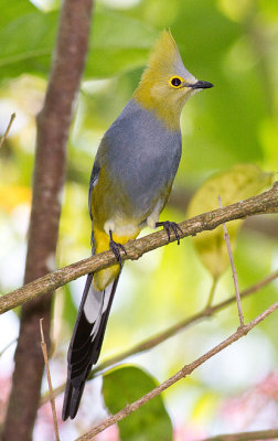 Long-tailed Silky-flycatcher