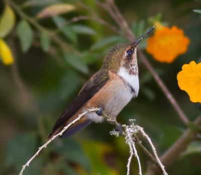 Scintillant Hummingbird (f)