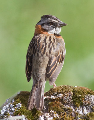 Rufous-collared Sparrow