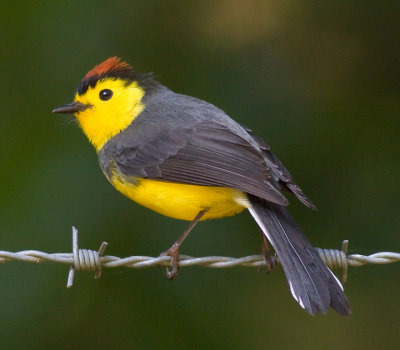 Collared Redstart