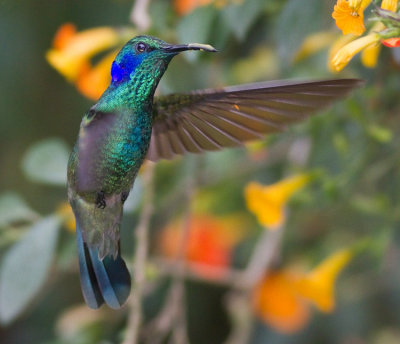 Hummingbirds, Sunbirds & Sugarbirds