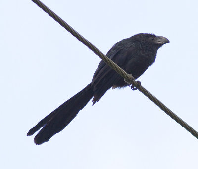 Groove-billed Ani