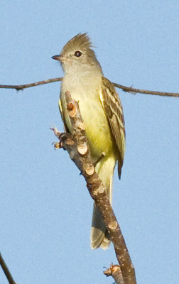 Yellow-bellied Elaenia