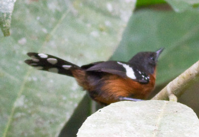 Dot-winged Antwren