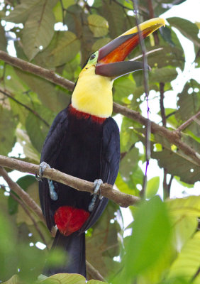 Barbets, Woodpeckers & Toucans