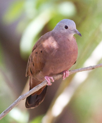 Pigeons , Doves & Cuckoos
