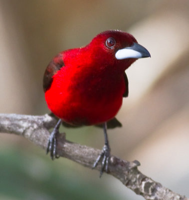 Crimson-backed Tanager (m)