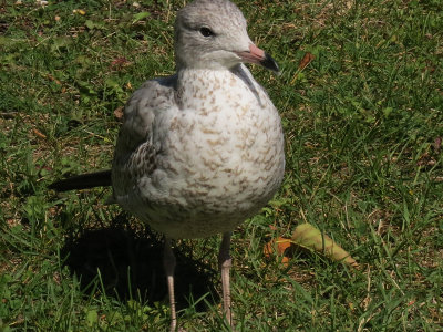 7818-Seagull