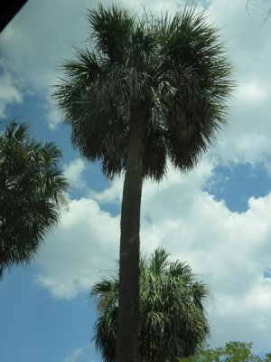 IMG_0597.Double Palm Tree