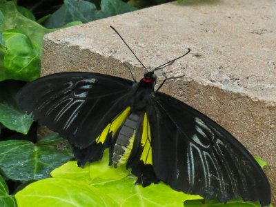 7985.PapilionidaeFamily-Philippines.jpg