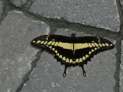 8001.Papilio Thoas-Swallowtail.jpg