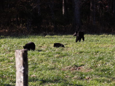 8554.Black Bears