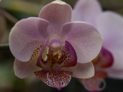 PC016047.Orchids.jpg