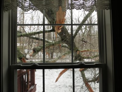 IMG_1593.TheTree.jpg