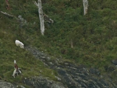 See the large white Mt. Goat at upper left...see next photo....