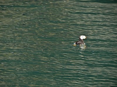 My best shot of a Puffin.  186.jpg