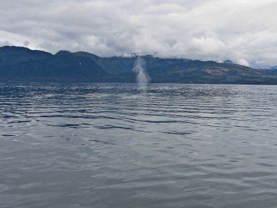 Spume from a Sei Whale...274.jpg