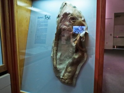 Elephant fossil...471.jpg