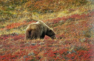 Image00640.Grizzly-EH.jpg