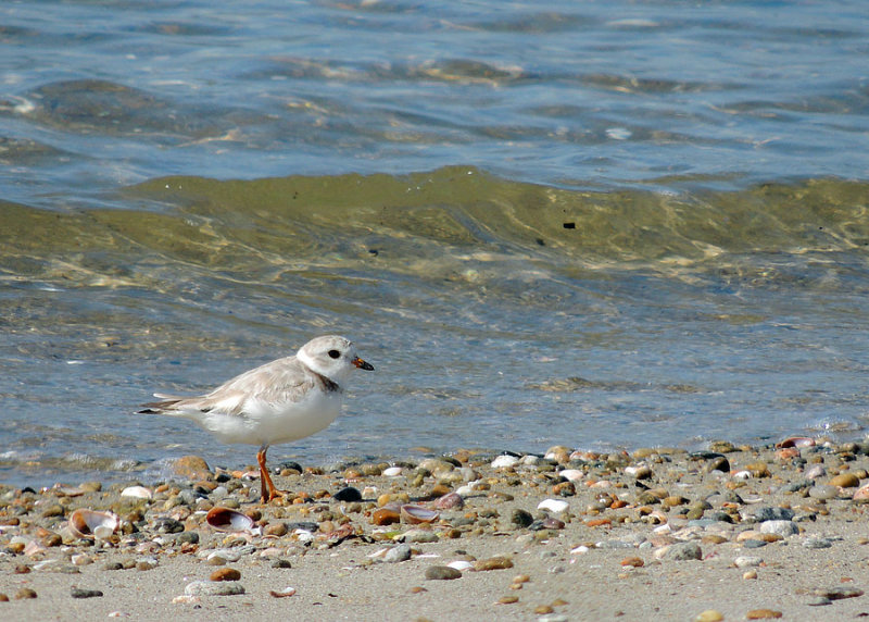 Piping plover