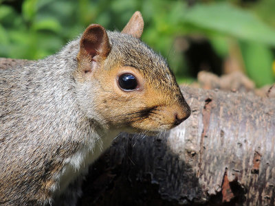 Squirrel portrait