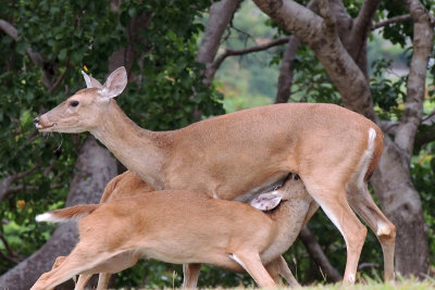 Nursing fawns