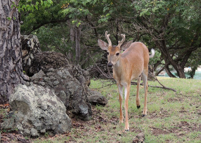 Young buck