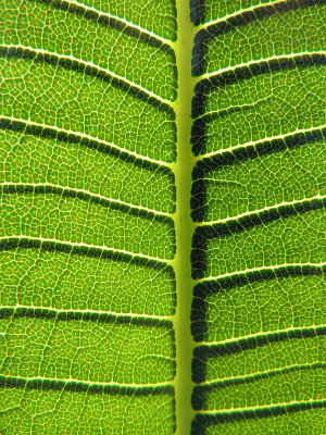 Leaf patterns