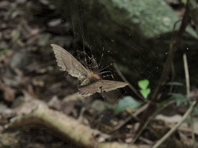 Golden orb spider eating moth