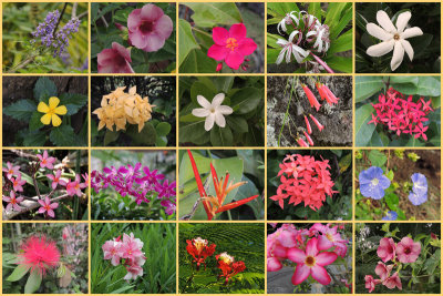Various flowers while out hiking